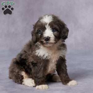 Carly, Mini Bernedoodle Puppy